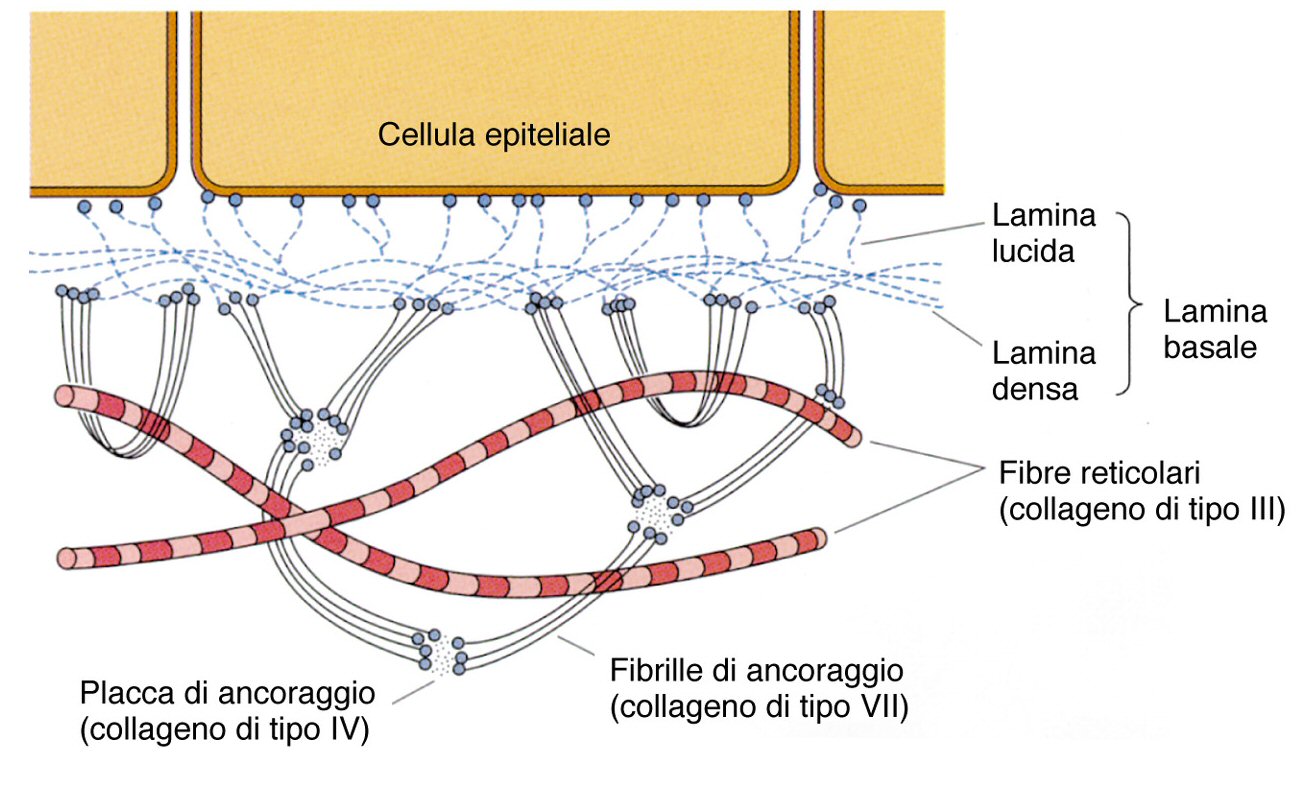 lamina lucida - basal lamina and reticular lamina